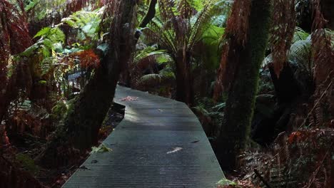un paseo panorámico a través de la exuberante vegetación de la selva tropical