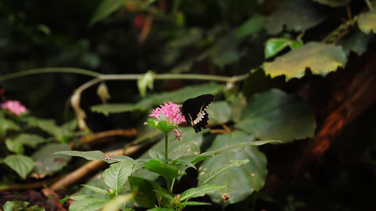 Maestosa farfalla di colore nero posata su un fiore rosa mentre muove le ali