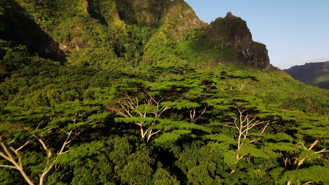 el dosel de la cima de un árbol verde tropical de un bosque exuberante con valles de montaña empinados