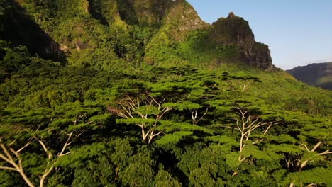 tropical green tree top canopy of a lush forest with steep mountain valleys