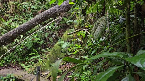 Un-Sereno-Sendero-Natural-A-Través-De-Un-Frondoso-Bosque-Está-Bloqueado-Por-Un-árbol-Caído