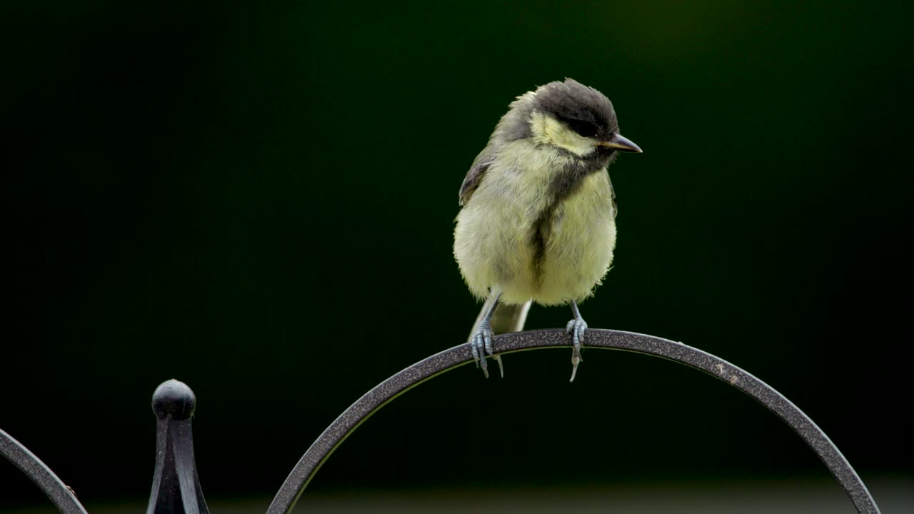 Great Tit, Bird, On Perch In Garden - SLOWMO