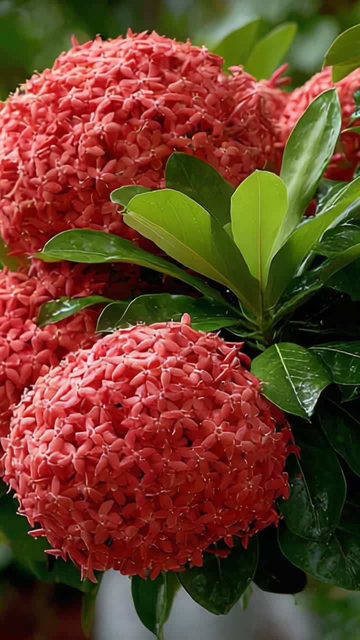 Vibrant Clusters of Red Blossoms: Captivating Close-Up of Lush Green Leaves and Stunning Floral Formations in Nature's Fresh Bloom