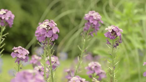 catmint tall purple flowers in cottage garden