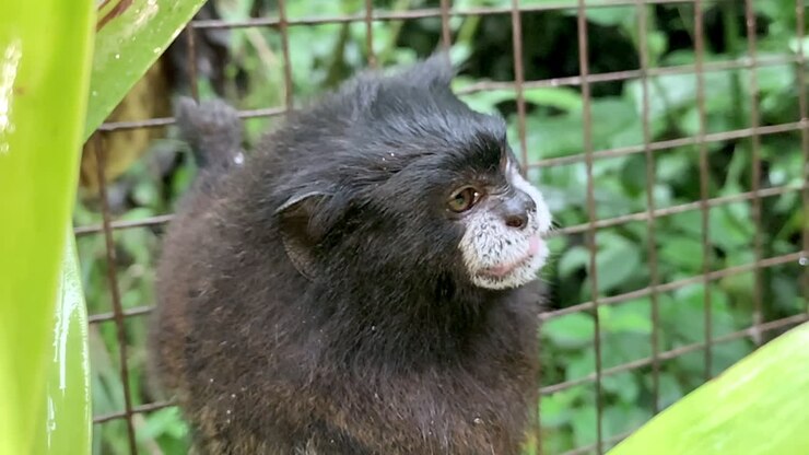 Tamarin monkey in animal rescue center