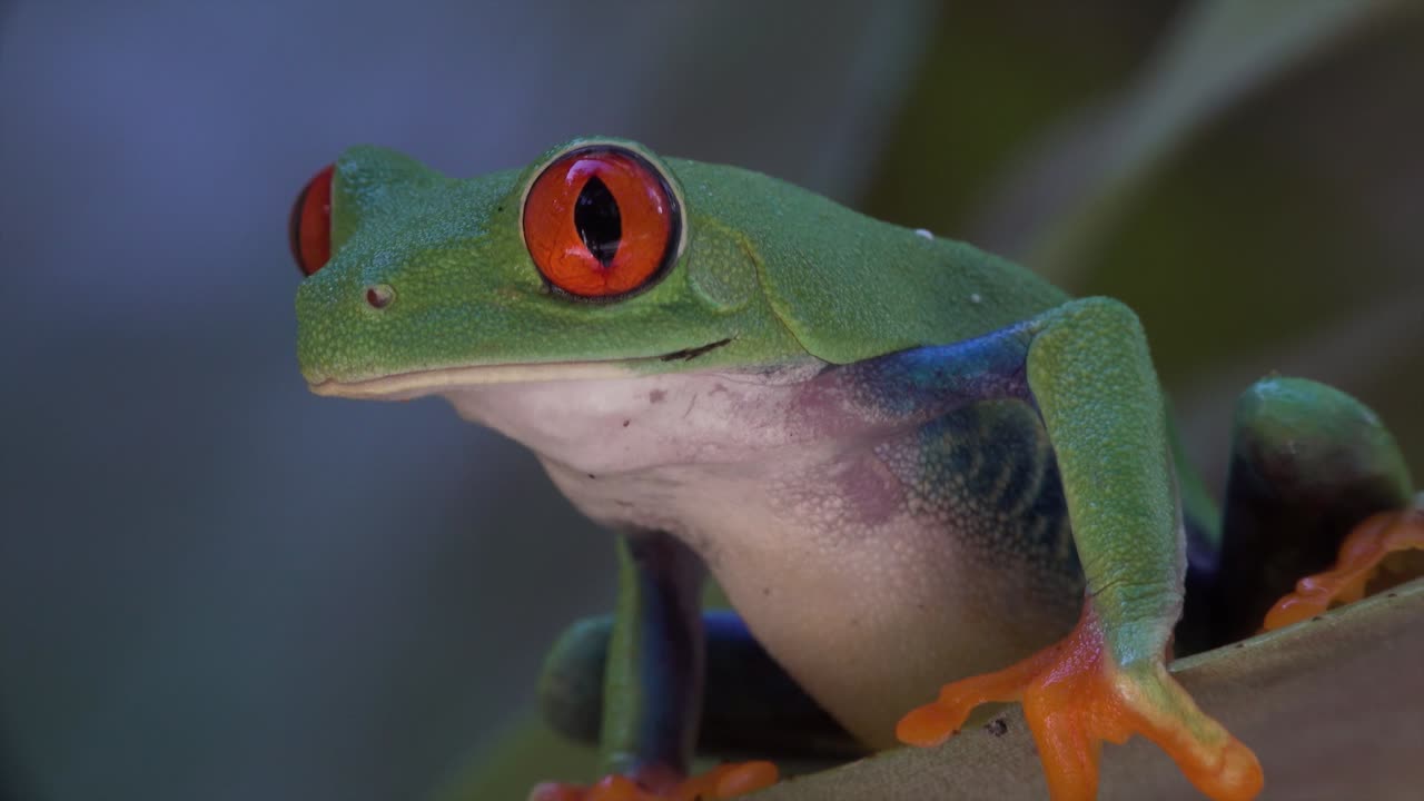 cerca de una rana arborícola de ojos rojos caminando sobre una hoja en la selva tropical