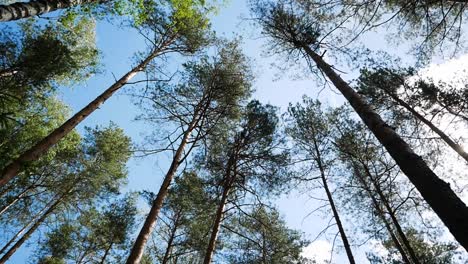 widok w górę, widok z dołu sosen w lesie w słońcu