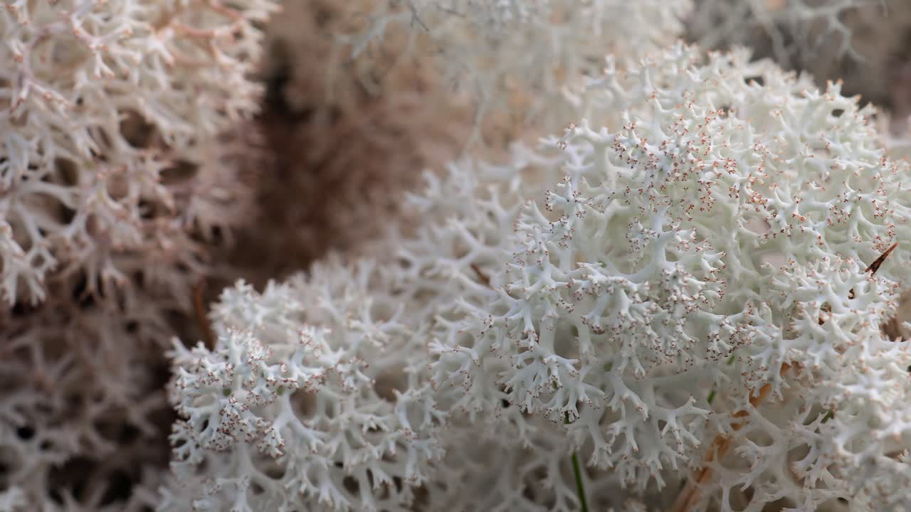 арктическая тундра, прекрасная природа, норвежский природный ландшафт.