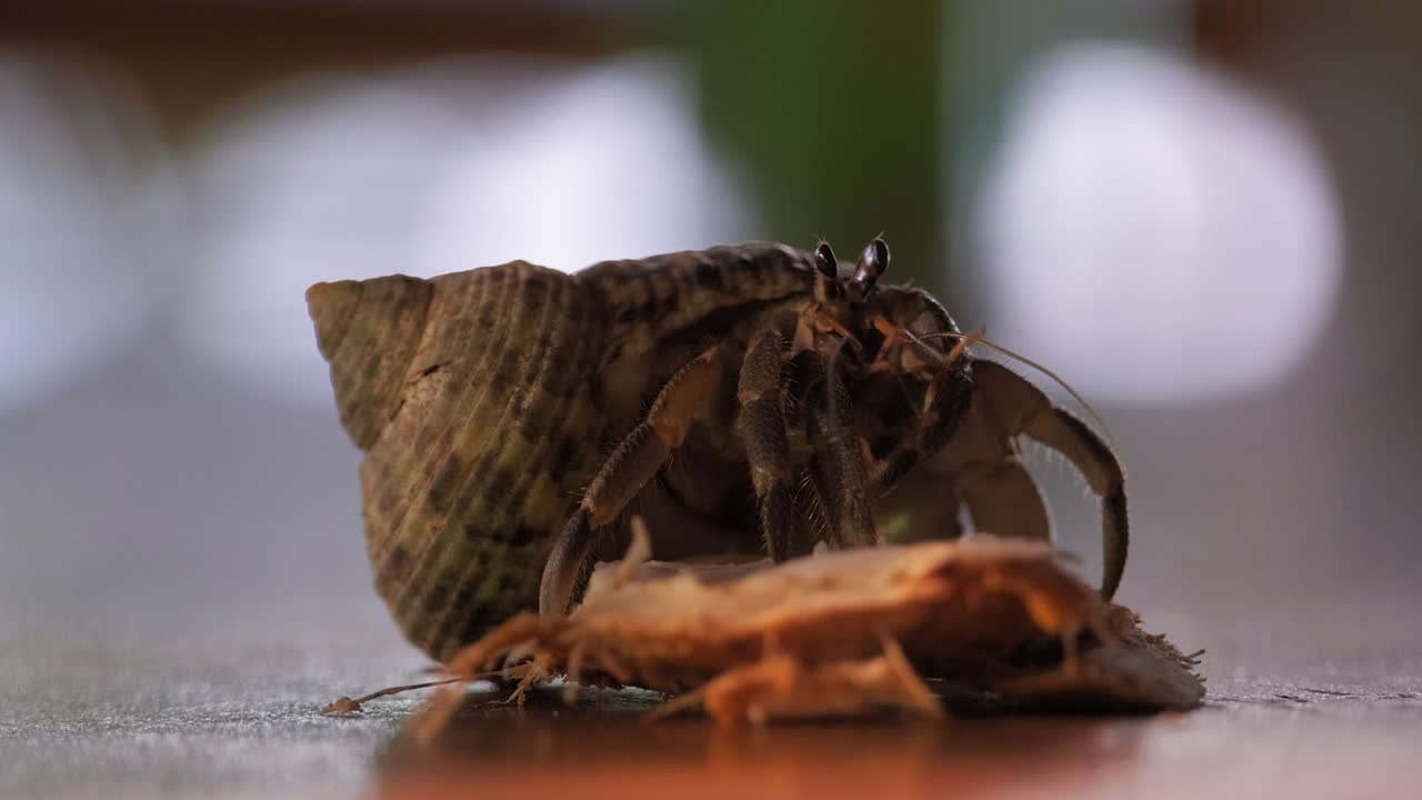 Close-up of a hermit crab eating a piece of coconut on a table