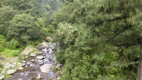 Jib-down-in-front-of-pines,-above-river-at-a-sunny-day