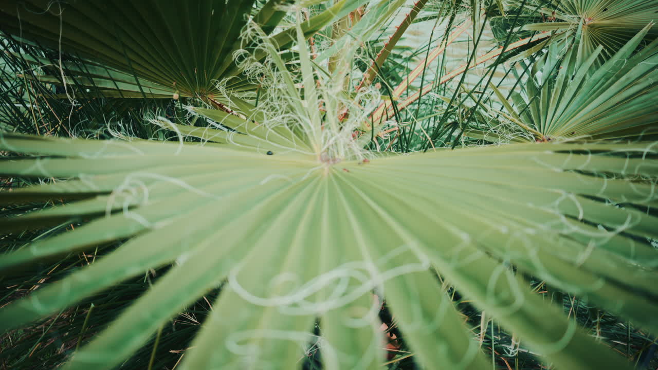 Close up of a fan shaped palm leaf with small seeds resting on the surface, highlighting natural textures and soft botanical tones