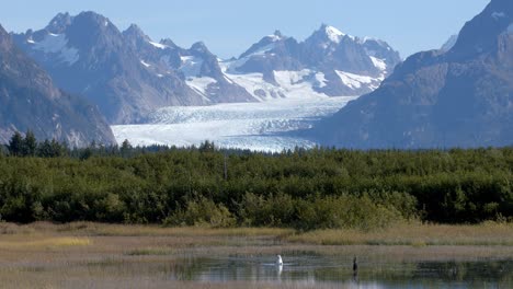 glacier mouth and mountains of alaska above green forest and swan in shallow pond water, scenic static full frame shot