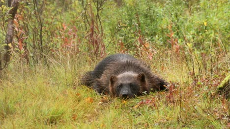 wolverine scratching on woodland floor, norway - filmed in captivity