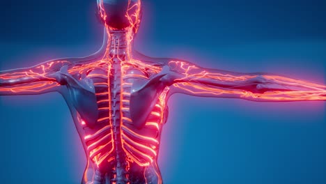 vasos sanguíneos del cuerpo humano