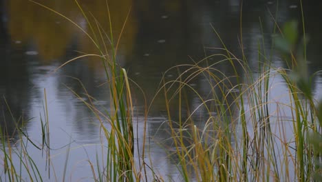 Wetland-with-blades-of-grass-surrounding-rain-drops-on-surface-of-water---Close-up-shot