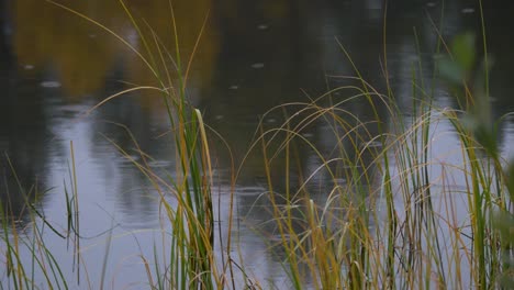 wetland with blades of grass surrounding rain drops on surface of water - close up shot