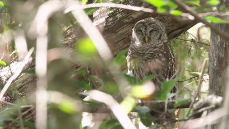 barred owl in cypress forest slowly closing eyes