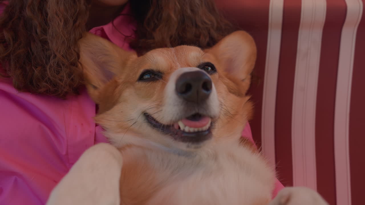 Contented Dog Seated, Joyful Corgi Peacefully Settled On Lap Seat, Haply Resting Corgi Peacefully Positioned On Welcoming Lap, Relaxed And Happy Corgi Comfortably Perched On Warm Welcoming Lap