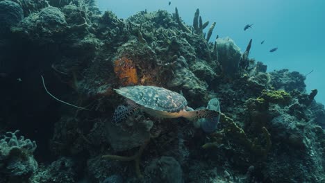 Cozumel.-Meer-Und-Schildkröte.-Mexiko.-Unterwasservideo