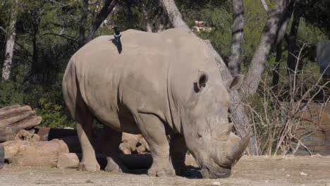 Riesiges-Nashorn-Mit-Vogel-Auf-Dem-Rücken.