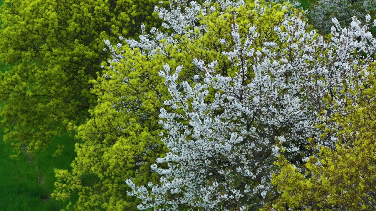 Veduta aerea di Cornus Florida (Corniolo fiorito) in primavera, ripresa con drone