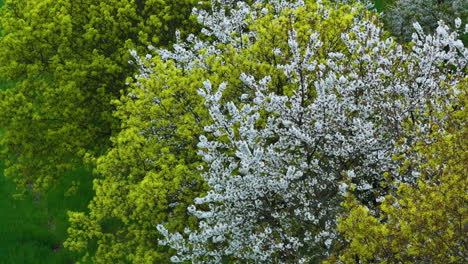 Aerial View of Blooming Leaves of Cornus Florida aka Flowering Dogwood Fruit Trees in Spring, Drone Shot