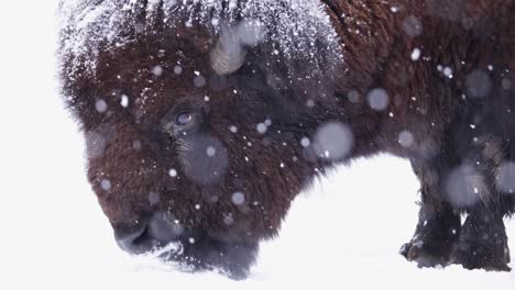 bison surviving the harsh winter in super slow motion