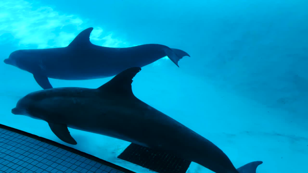 Dolphins swimming in an aquarium