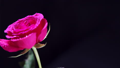 rotating pink rose flower with wet petals and leaves