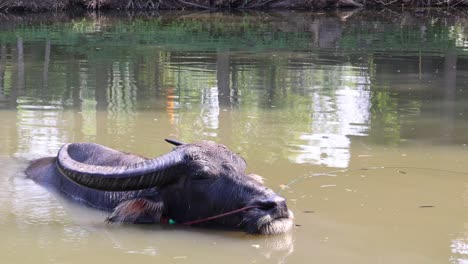 buffalo submerges and emerges in tranquil water.