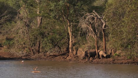 dos rinocerontes blancos tranquilos observan aves acuáticas en un fangoso abrevadero africano