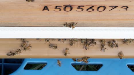 closeup shot of active honey bees on a beekeepers wooden bee hive