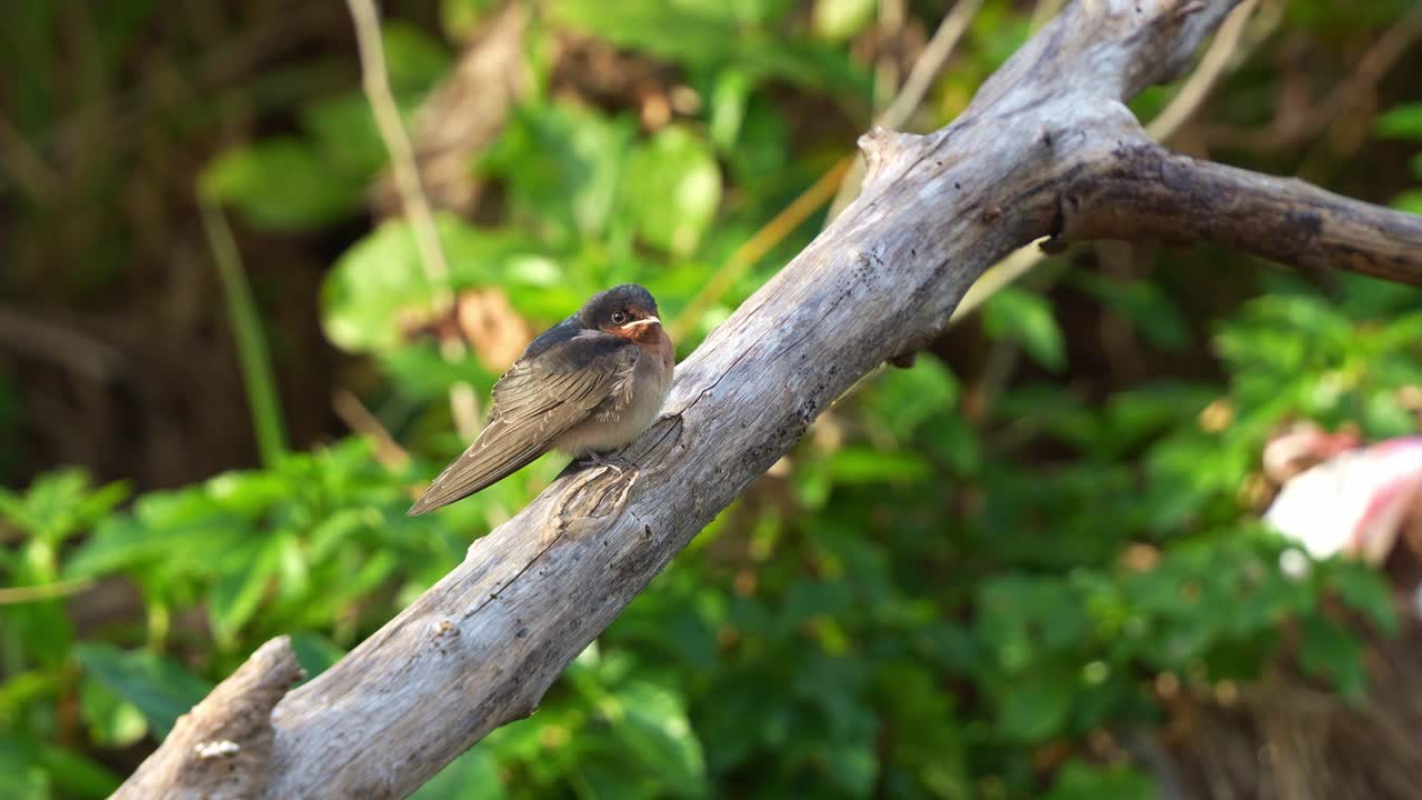 A Welcome Swallow (Hirundo neoxena) perched on a branch in its natural habitat, with puffed up plumage to keep warm, gazing curiously around, and twittering softly at sunset, close up shot