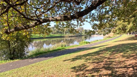 serene riverside path under leafy trees