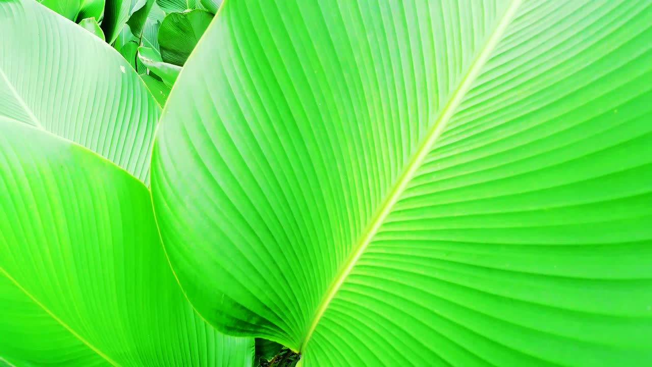 big green leaves blow by wind