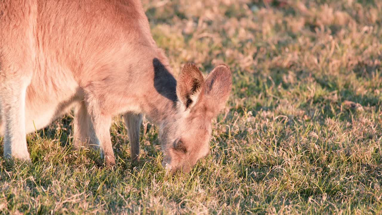 A kangaroo and its joey graze on sunlit grass in a natural field at sunset, captured with steady close-up camera work and warm lighting