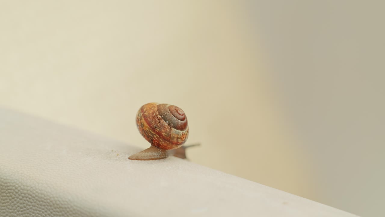 Close up of snail moving on white chair, patience balance and slow existence