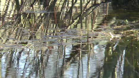 Baum,-Der-Sich-Im-Wasser-Eines-Pools-Spiegelt