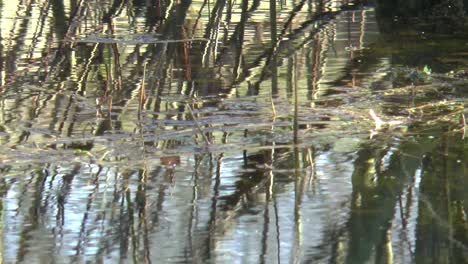 tree that is reflected in the water of a pool