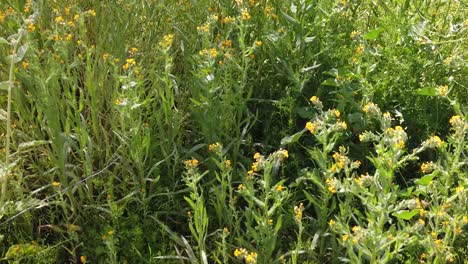 Tilt-down-from-a-mass-of-Fiddlerneck-wildflowers-to-individual-plants-and-flowers,-Apache-Wash,-Trailhead,-Sonoran-Preserve,-Phoenix,-Arizona