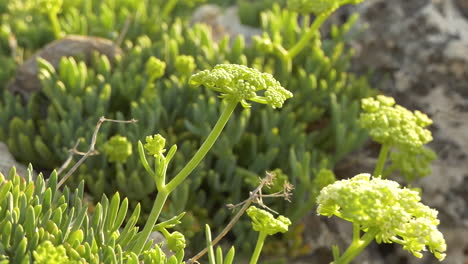primer plano de un crithmum maritimum creciendo entre las piedras, ondeando en el viento bajo el sol, fondo borroso