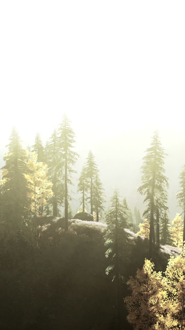 산악 지형 의 나무 들 을 가로질러 흐르는 빛