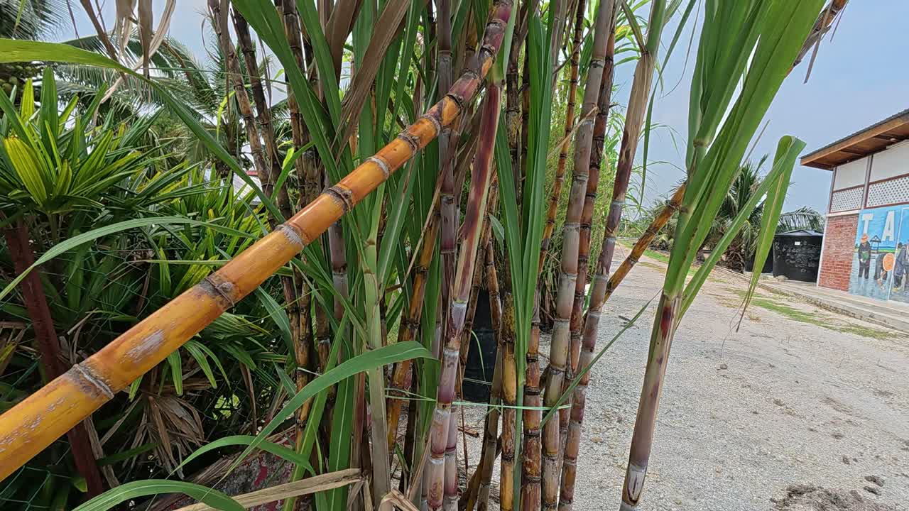 A dense cluster of mature sugarcane plants ready for harvest. The lush stalks are grown to extract their juice, which can be processed or consumed directly for its natural sweetness