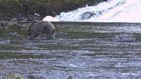 an alaskan bear catches salmon in a river