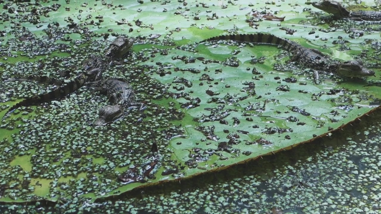 Famille de caïmans à lunettes se reposant au bord du fleuve Amazone, dans le bassin brésilien. Jeunes caïmans (Caiman crocodilus)