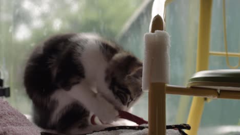 cute adorable kitten playing in window