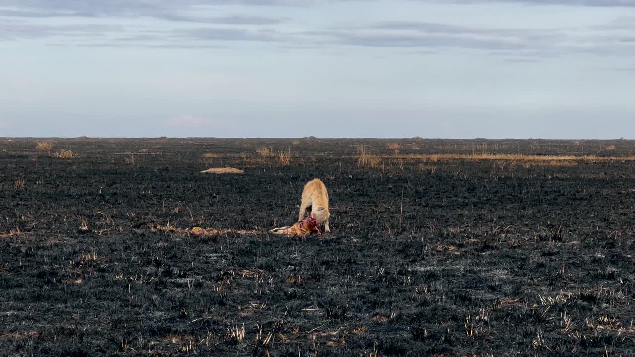 Spotted hyena (Crocuta crocuta) eating Thomson's gazelle (Eudorcas thomsonii) in a savanna with burnt grass after a wildfire in Serengeti National Park. Tanzania