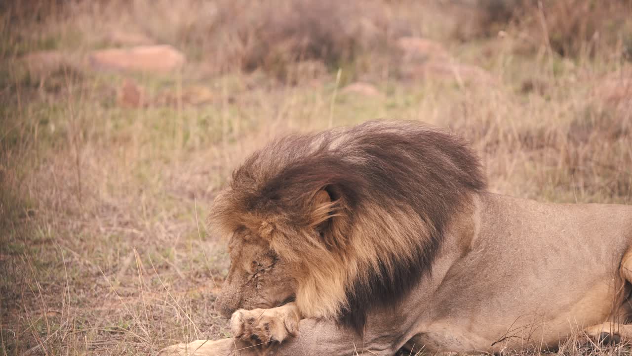 Lev ležící v trávě africké savany, olizující si tlapky, aby si je očistil