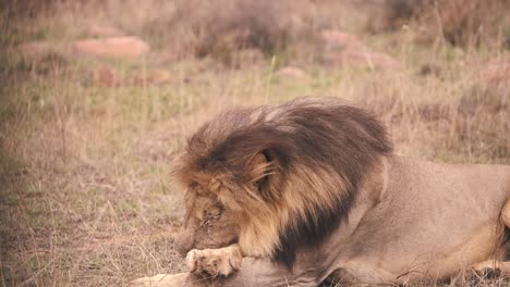 león acostado en la hierba de sabana africana, lamiendo sus patas para limpiarlas