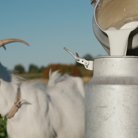 farmer pours goat's milk into can as goat grazes in the background 1